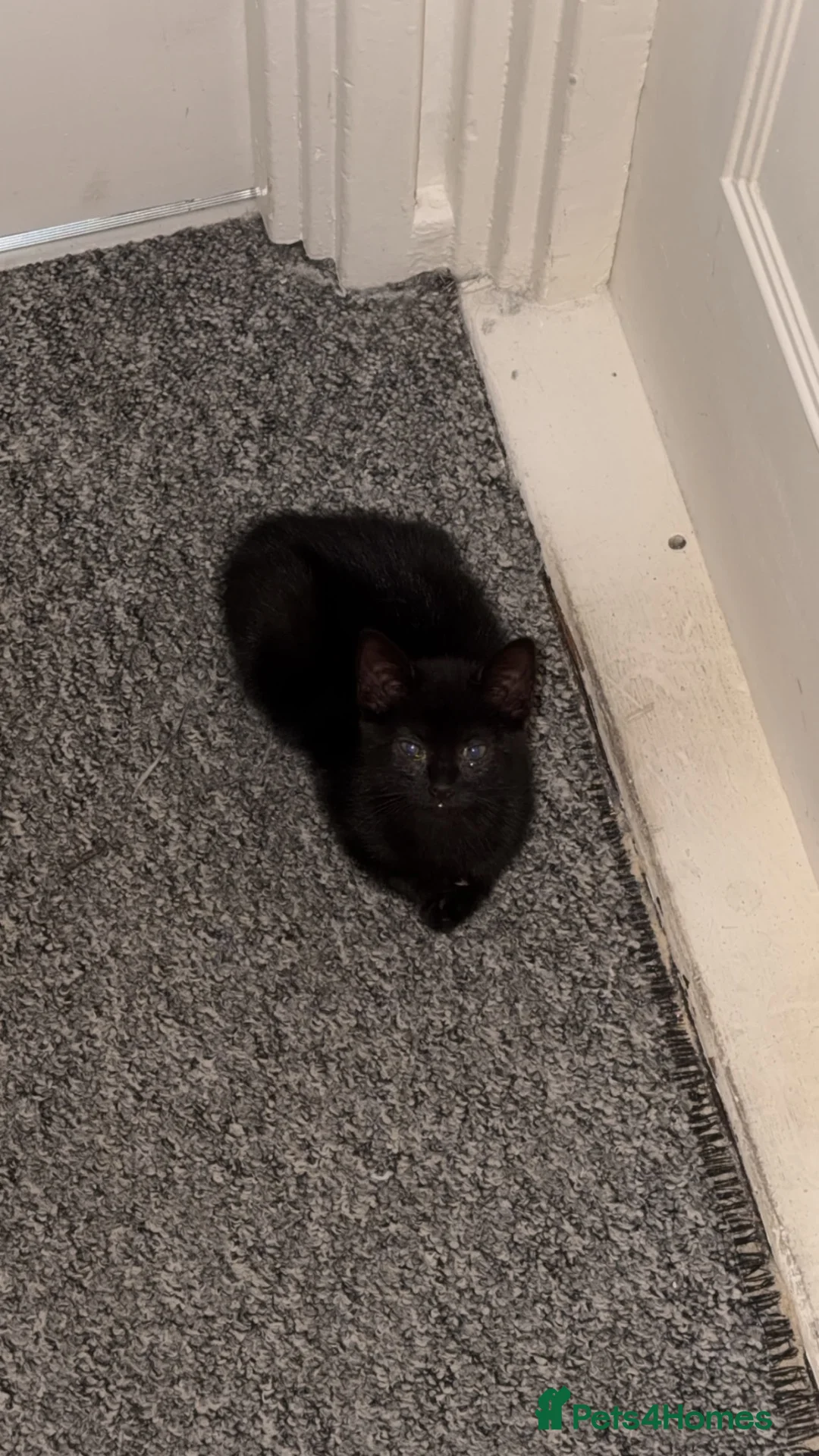 Mixed Breed cats for sale: Kitten needing good home. in Hull - Advert 3