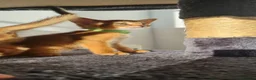 Abyssinian cats for sale: LAST TWO BOYS,champion line Abyssinian kittens🎖 - Advert 11