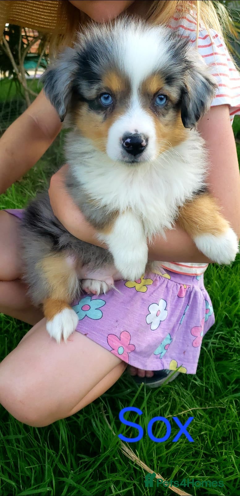 Miniature American Shepherd dogs Miniature/Toy Australian Shepherd Pups Available - Advert 1