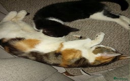 British Longhair cats for sale: Beautiful  - Image 5