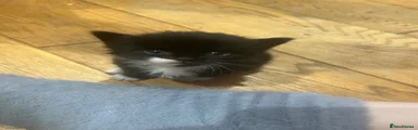 Tux