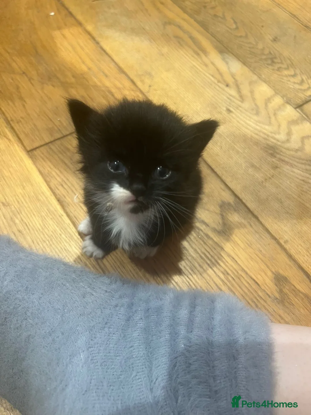 Domestic Shorthair cats for sale: 4 Domestic Shorthaired kittens - Advert 6