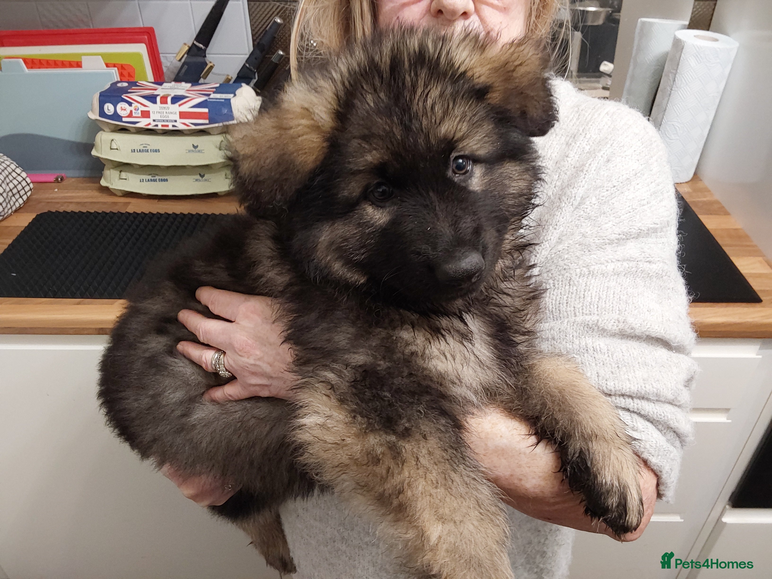 German Shepherd dogs for sale:  Pedigree German Shepherd pups straight backed - Advert 2
