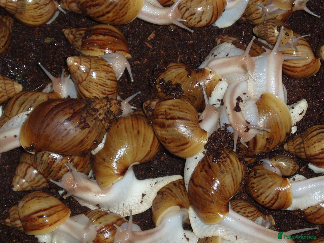 Snails invertebrates for sale: PANTHERA "GOLD" GIANT AFRICAN LAND SNAILS - Image 2