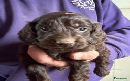 Cockapoo dogs for sale: Lovely Healthy Chocolate Cockapoos Pups - Image 10