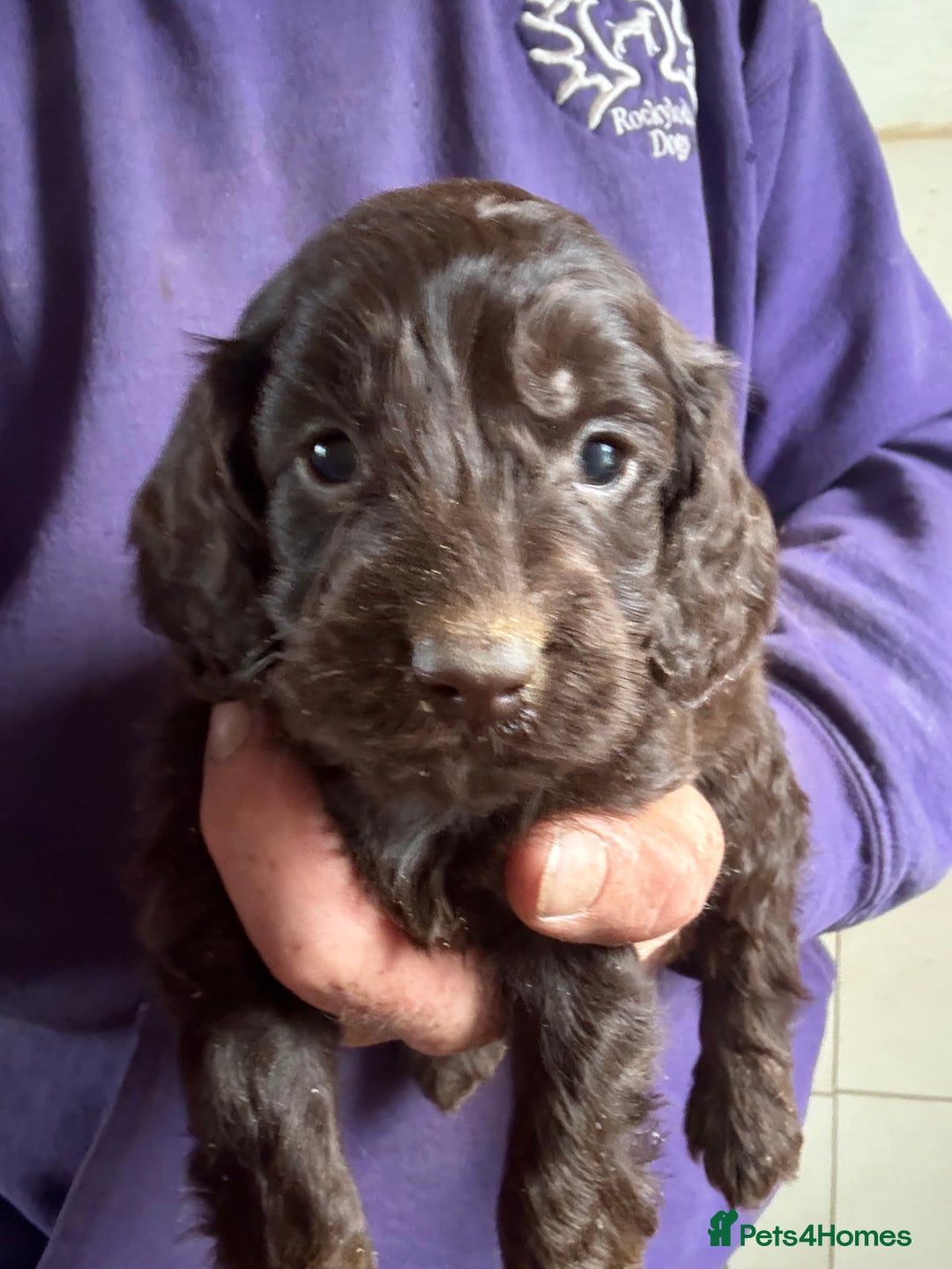Cockapoo dogs for sale: Lovely Healthy Chocolate Cockapoos Pups - Image 10