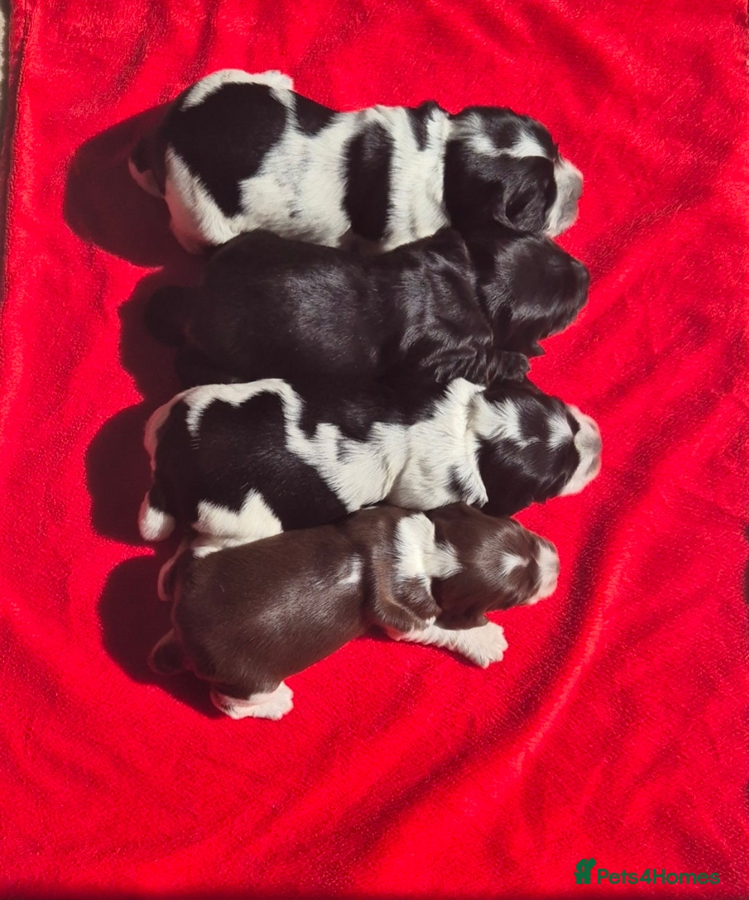 Cocker Spaniel dogs for sale: A stunning litter of show cocker spaniels  - Image 4