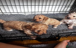 Cavapoo dogs for sale: Gorgeous little Caverpoo babies - Image 14
