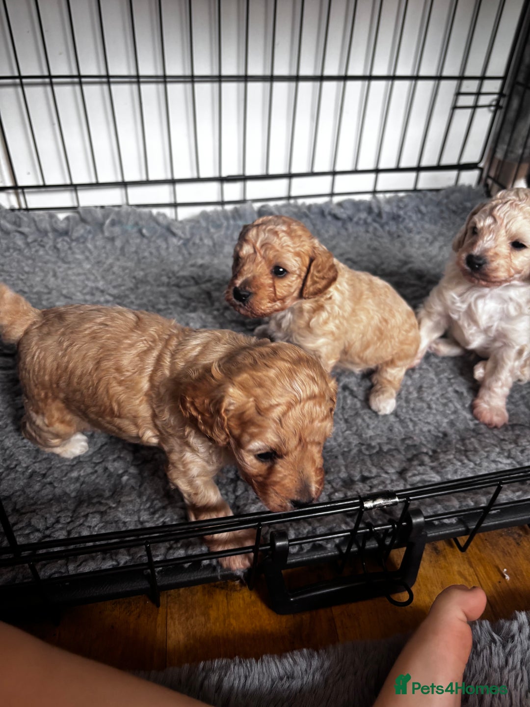 Cavapoo dogs for sale: Gorgeous little Caverpoo babies - Image 14