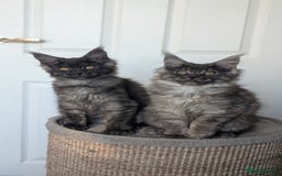 Maine Coon cats for sale: Maine coon kittens, Tica registered  - Image 20
