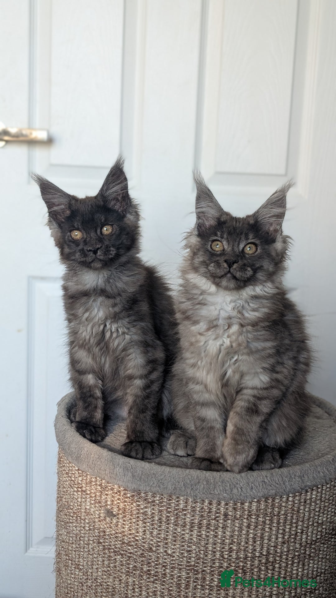 Maine Coon cats for sale: Maine coon kittens, Tica registered  - Image 20
