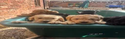 Goldendoodle dogs for sale: Beautiful Goldendoodles - Advert 14