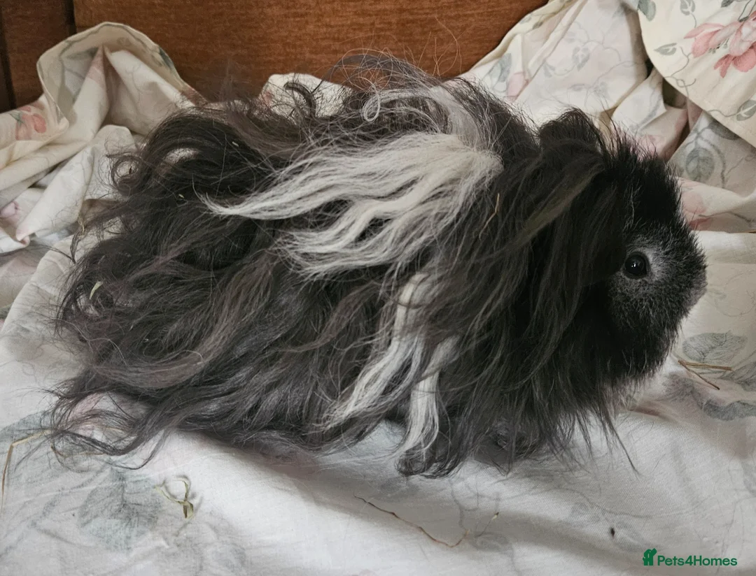 Guinea Pig rodents for sale: ❤️PET HOME ONLY ❤️ - Advert 2