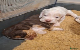 Mixed Breed dogs for sale: Beautiful Clumber spaniel x sprockers  - Image 10