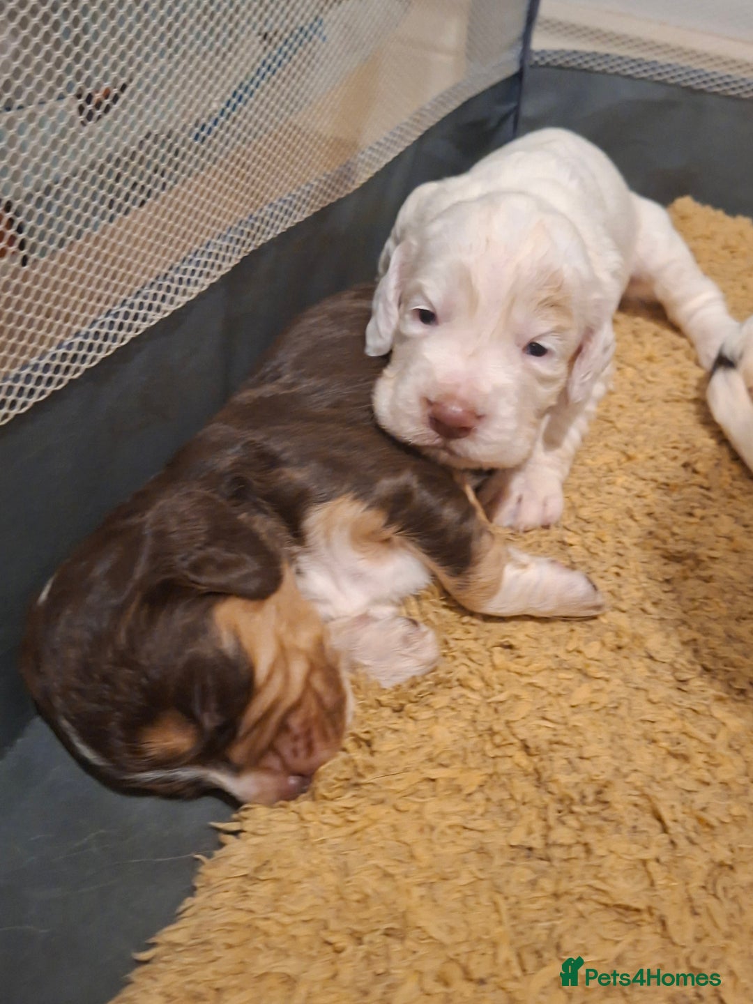 Mixed Breed dogs for sale: Beautiful Clumber spaniel x sprockers  - Image 10