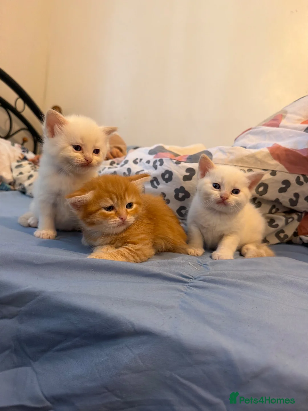 Persian cats for sale: Persian and British Shorthair Kittens  - Advert 1