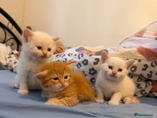 Persian cats Persian and British Shorthair Kittens - Advert 4