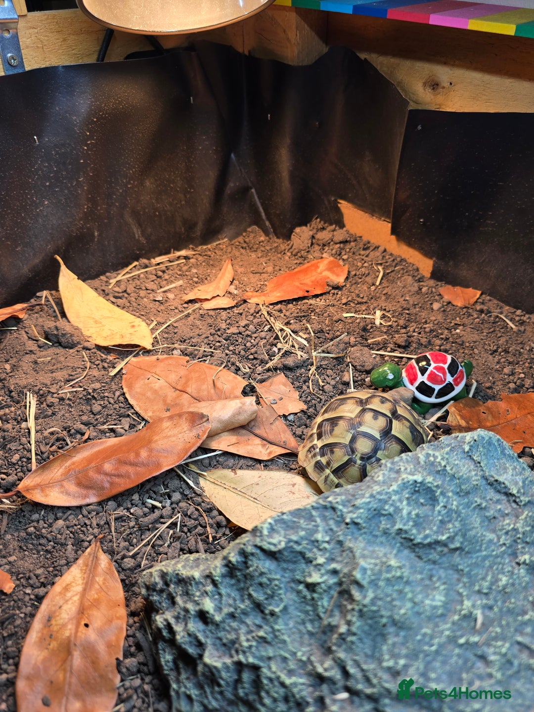 Tortoise reptiles for sale: Hermann’s Tortoise – 20 Months Old - Image 4