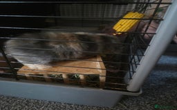 Mini Lop rabbits for sale: Glorious and Gorgeous Mini Lop Bunnies for sale  - Image 8