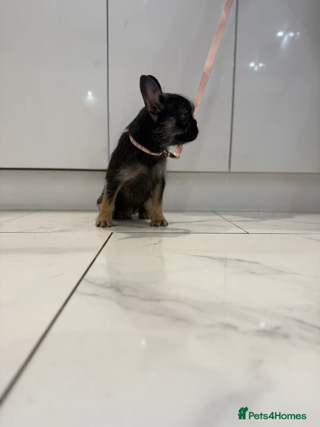 French Bulldog dogs for sale: Black & Tan girl-ready to leave double vaccinated - Advert 3