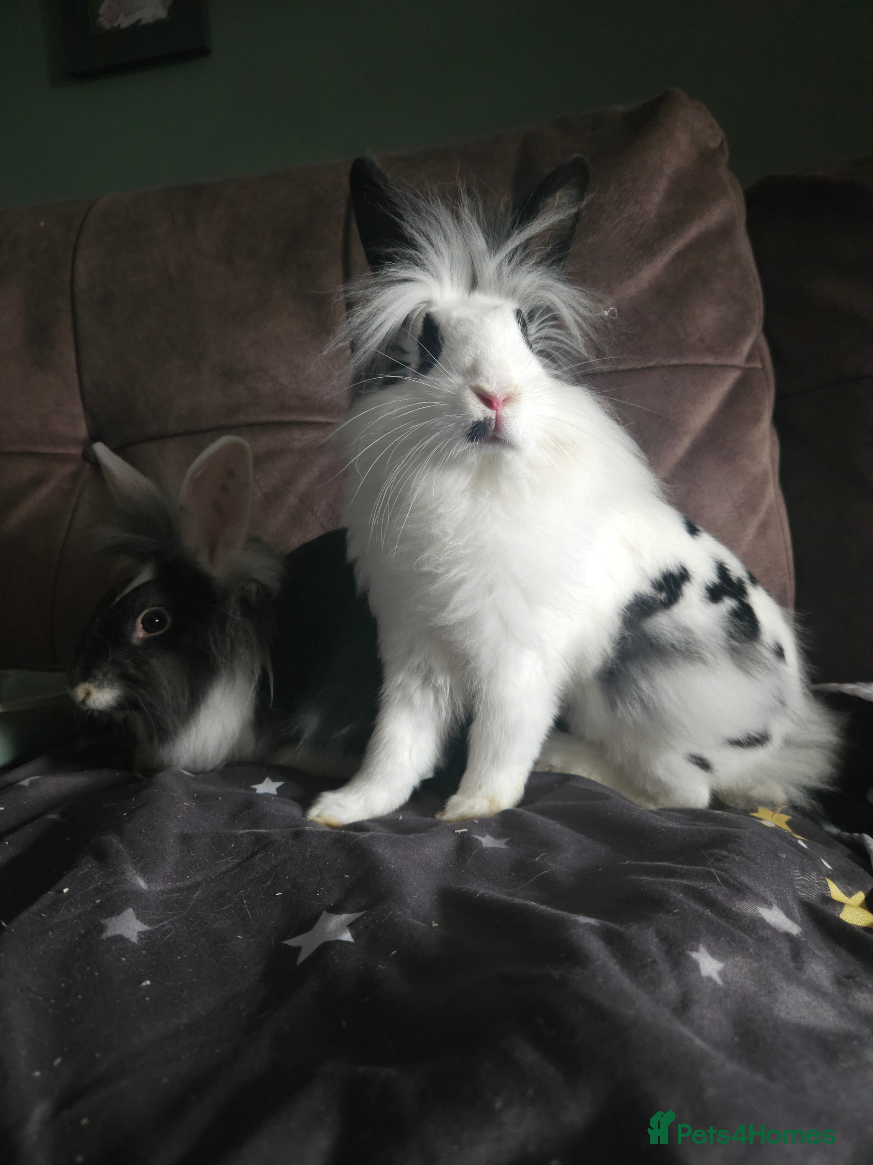 Lionhead rabbits Lion head x English spot Rabbits 14wk last onr - Advert 13