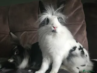 Lionhead rabbits Lion head x English spot Rabbits 14wk last onr - Advert 13