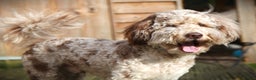Poodle dogs for stud: Freddie - Professional Stud Service in Eastleigh - Advert 5