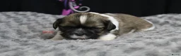 Shih Tzu dogs for sale: LOVELY CUTE SHIH TZU PUPPIES - Advert 6