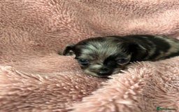Mixed Breed dogs for sale: American cocker spaniel x Pomeranian  - Image 19