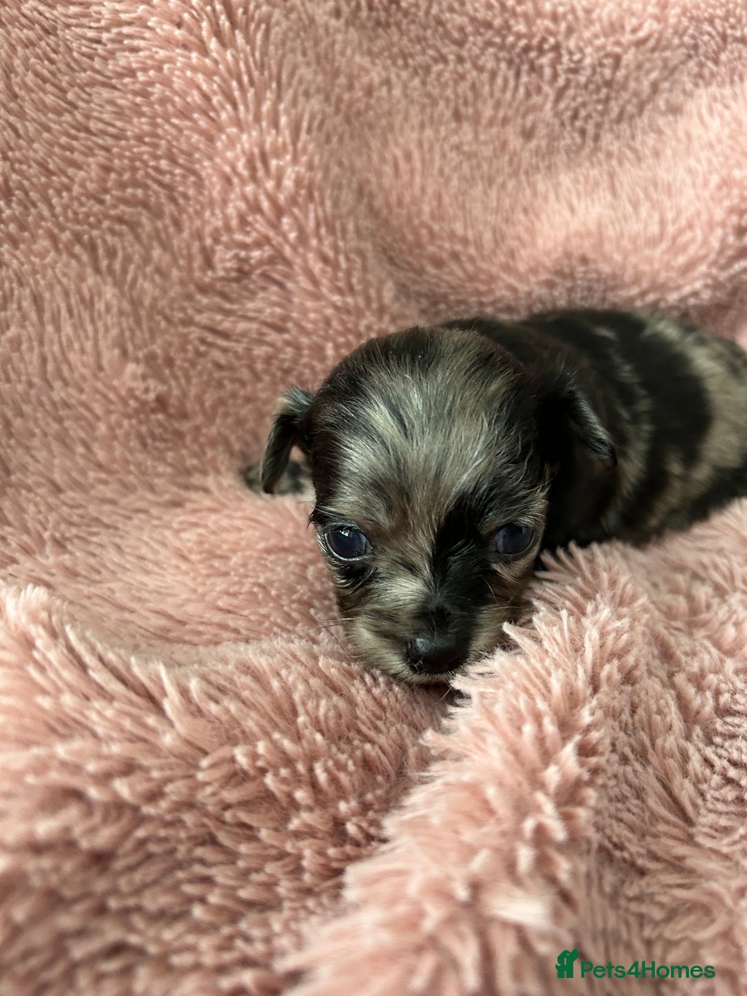 Mixed Breed dogs for sale: American cocker spaniel x Pomeranian  - Image 19
