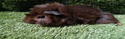 Guinea Pig rodents for sale: ABYSSINIAN BOYS - Advert 11