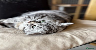 British Shorthair cats - Advert 10