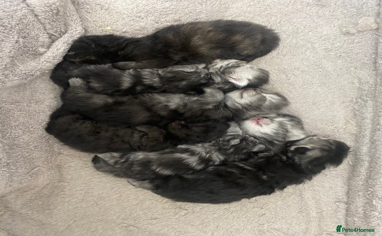 Persian cats Pure persian kittens - Advert 13