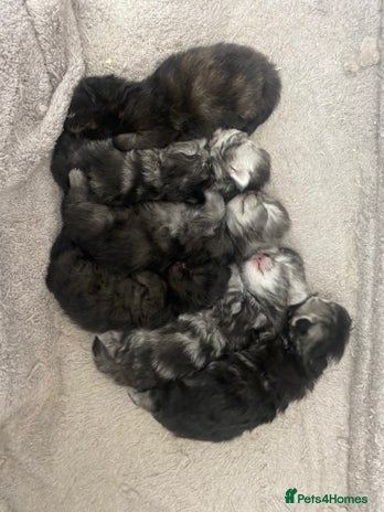 Persian cats Pure persian kittens - Advert 13