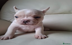 French Bulldog dogs for sale: French bulldog pups - Image 9