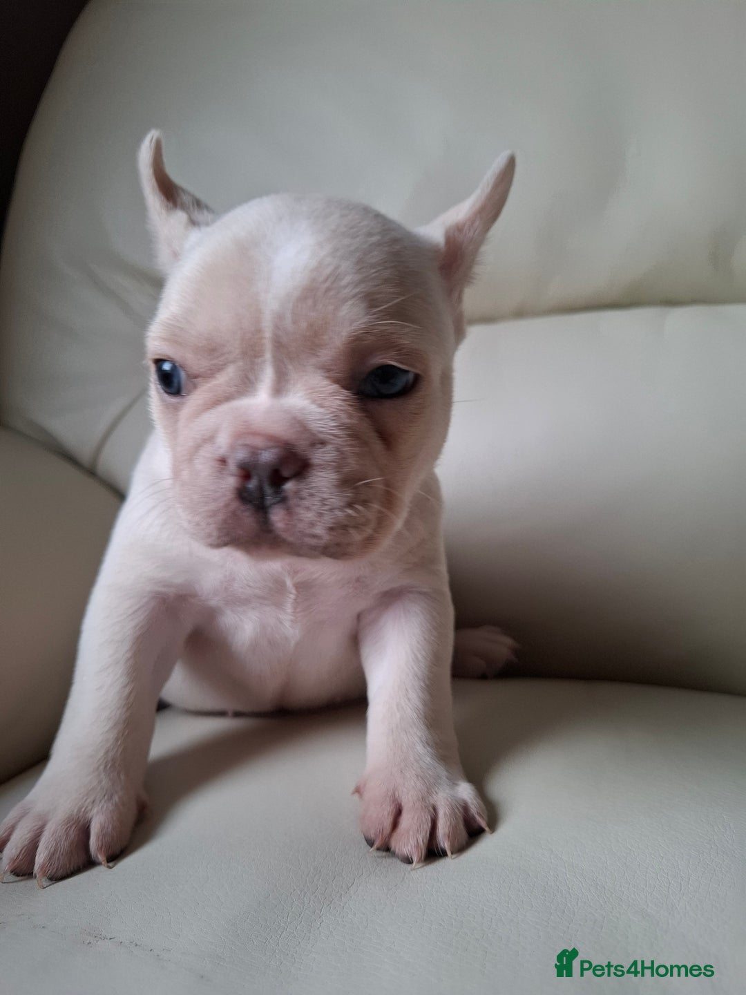 French Bulldog dogs for sale: French bulldog pups - Image 9