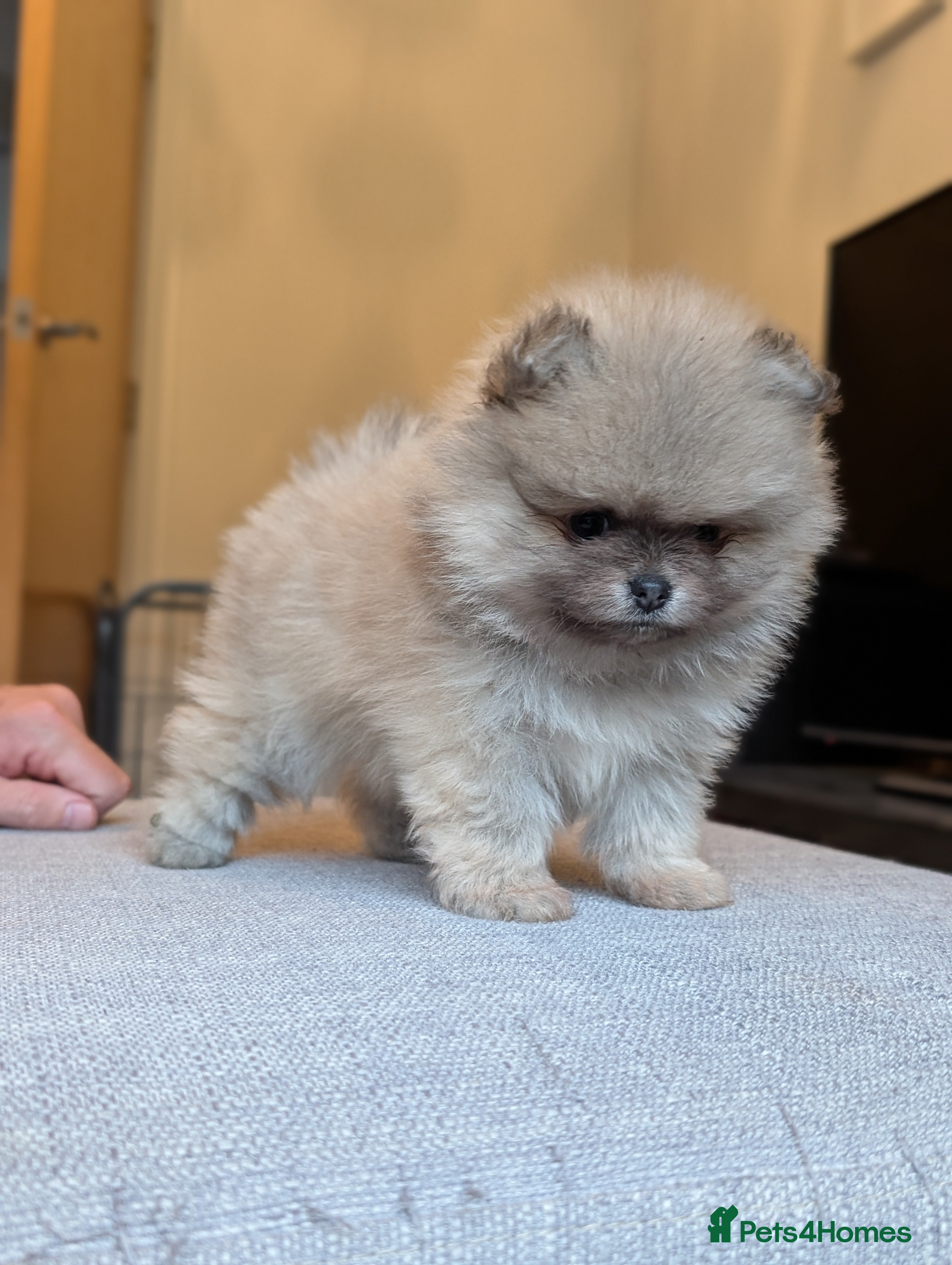 Pomeranian dogs Amazing quality teddy bear Pomeranian pups  - Advert 6