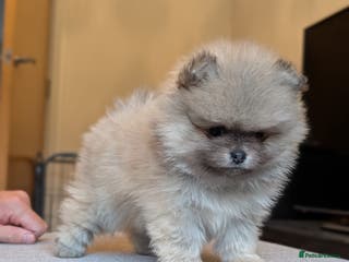 Pomeranian dogs Amazing quality teddy bear Pomeranian pups - Advert 6
