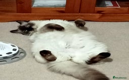 Ragdoll cats for sale: Beautiful Ragdoll Cat - Image 1