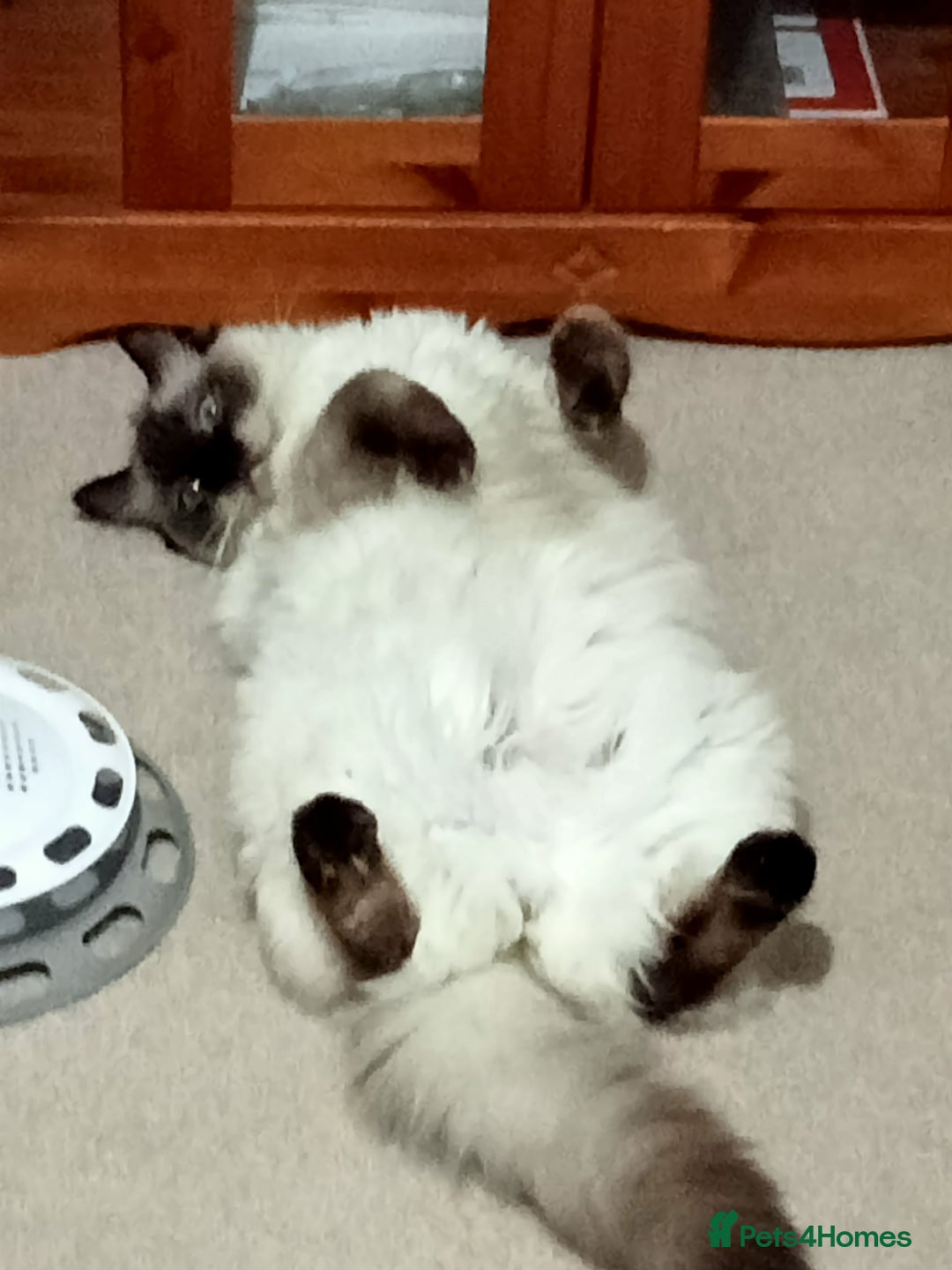 Ragdoll cats for sale: Beautiful Ragdoll Cat - Image 1