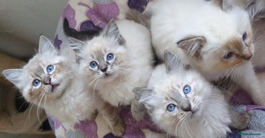 Ragdoll cats - Advert 12