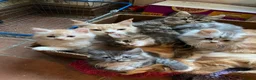 Maine Coon cats for sale: Stunning Maine coon x chinchilla kittens  in Llandysul - Advert 16