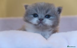 British Shorthair cats for sale: BSH/BLH Females TICA Reg  - Image 10