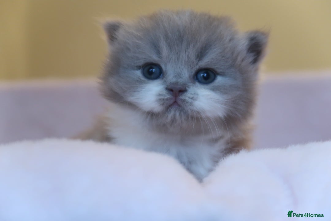 British Shorthair cats for sale: BSH/BLH Females TICA Reg  - Image 10