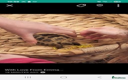 Tortoise reptiles for sale: Horsefield tortoise 🐢  - Image 8