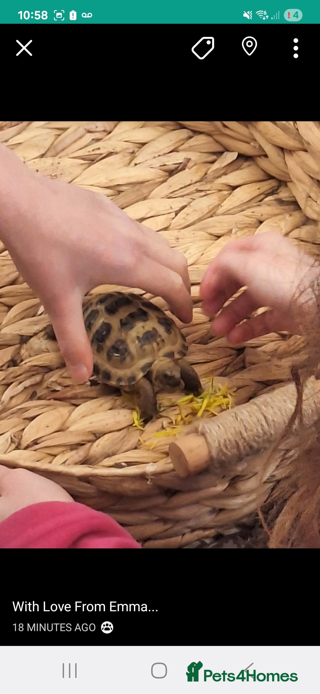 Tortoise reptiles for sale: Horsefield tortoise 🐢  - Image 8
