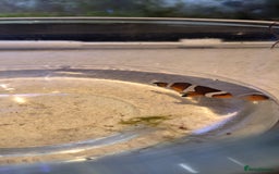 Other/Mixed Breed fish for sale: Saltwater fish tank setup  - Image 5