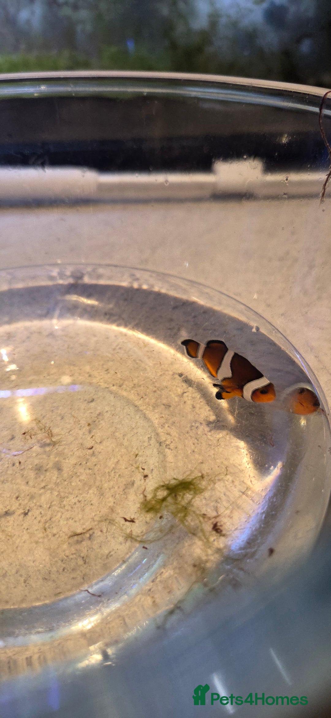 Other/Mixed Breed fish for sale: Saltwater fish tank setup  - Image 5