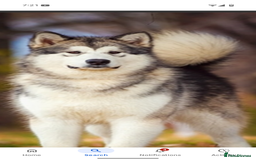 Alaskan Malamute dogs for sale: Gorgeous male Alaskan malamute male puppy - Image 3