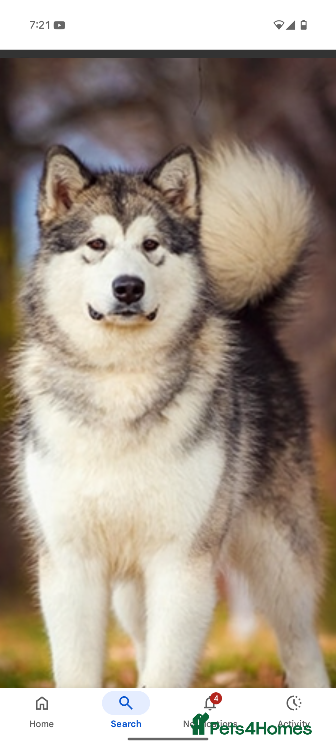 Alaskan Malamute dogs for sale: Gorgeous male Alaskan malamute male puppy - Image 3